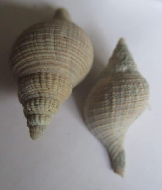 Iredalula striata (Hutton,1873) - Afbeelding 3