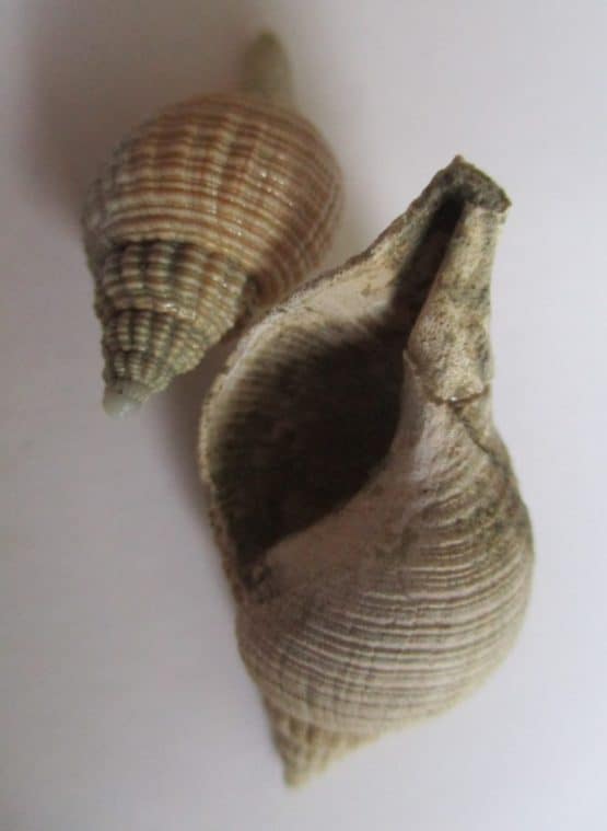 Iredalula striata (Hutton,1873) - Afbeelding 5
