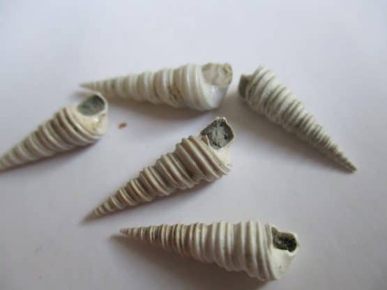 Zeacolpus symmetricus (Hutton,1873)