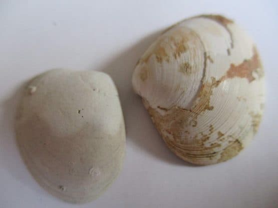 Notocallista multistriata (Sowerby,1851)