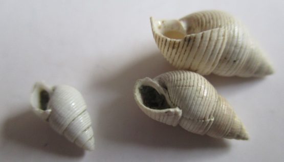 Tenuiacteon ambiguus (Hutton,1885)