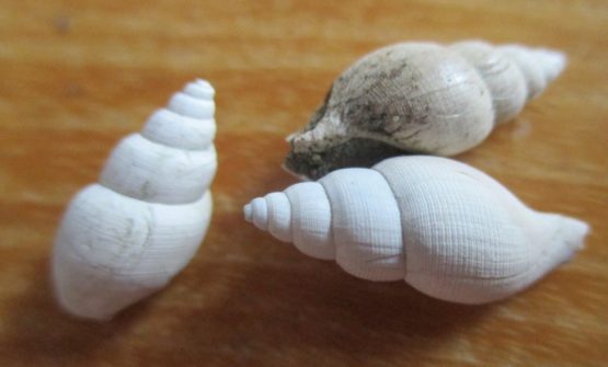 Iredalula striata (Hutton,1873)