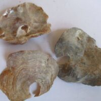 Anomia ephippium (Linnaeus,1758)