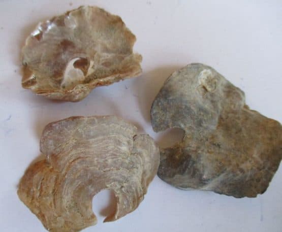 Anomia ephippium (Linnaeus,1758)