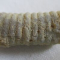 Crinoid Stem
