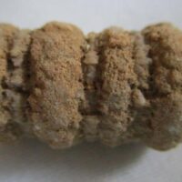 Crinoid Stem