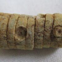 Crinoid Stem