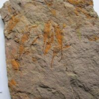 Plate with Eocrinoidea (Ascocystites sp)
