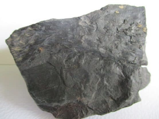 Fossil Plant
