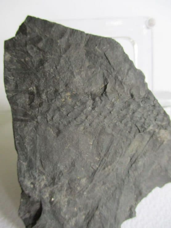 Fossil Plant