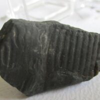Fossil Stem (Calamites?)