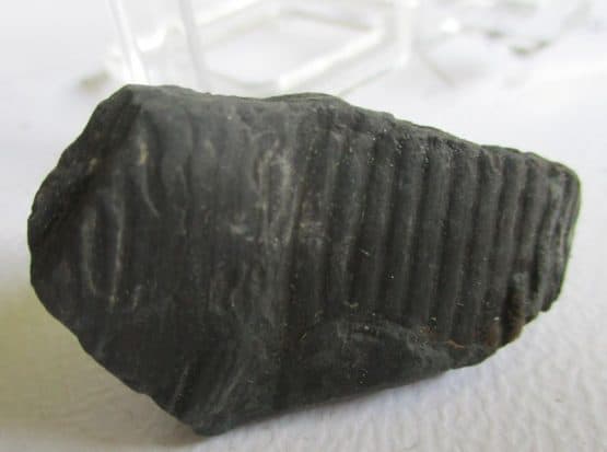 Fossiele Stam (Calamites?)