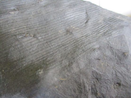 Calamites Stem