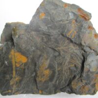 Fossil Plants (div)