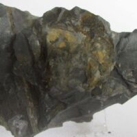 Fossil Plants (div)
