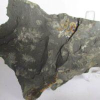 Fossil Plants (div)