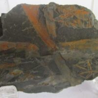 Fossil Plants (div)