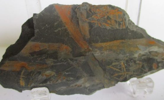 Fossil Plants (div)