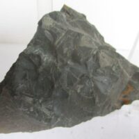 Fossil Plants (div)