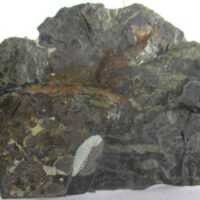 Fossil Plants (div)