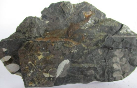 Fossil Plants (div)