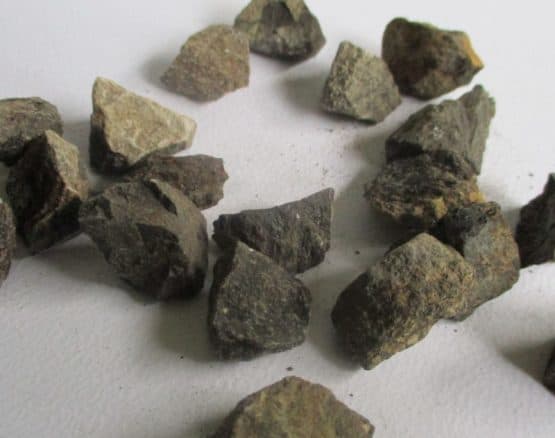 Triceratops Bone
