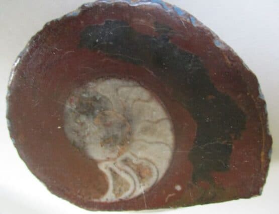Goniatite