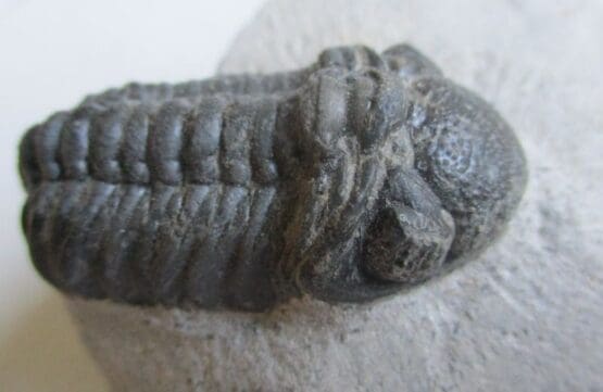 Trilobite: Moroccops sp. - Image 2
