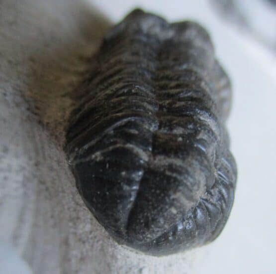 Trilobite: Moroccops sp. - Image 3