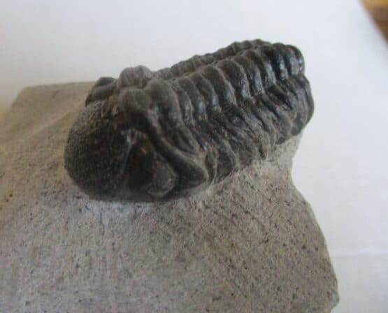 Trilobite: Moroccops sp.
