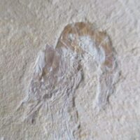 Garnaal (Carpopenaeus)