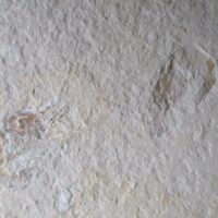 Garnalen (2, Carpopenaeus)