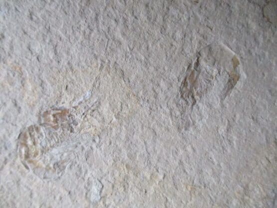 Garnalen (2, Carpopenaeus)