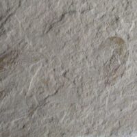 Garnalen (2, Carpopenaeus)