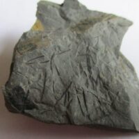 Fossil Plants (div)
