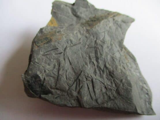 Fossil Plants (div)