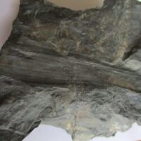 Fossil Stem