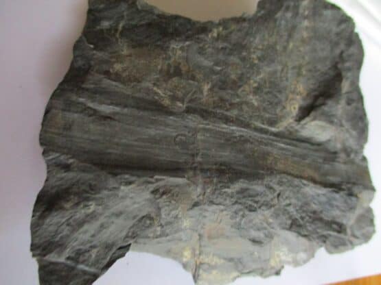 Fossil Stem