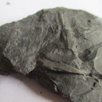 Fossil Plants (div)
