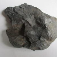 Fossil Plants (div)