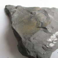 Fossil Plants (div)