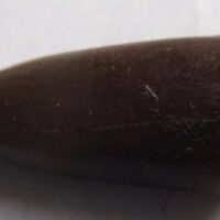 Belemnite Fossil