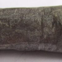 Belemnite Fossil