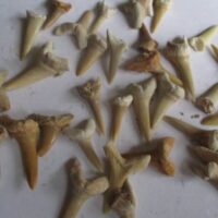 Shark teeth