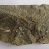 Fossil Plant