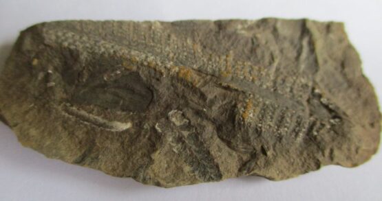 Fossil Plant