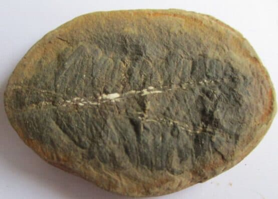 Fossil Fern