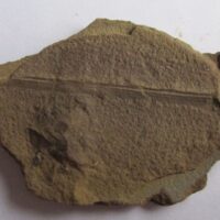 Fossil Plant