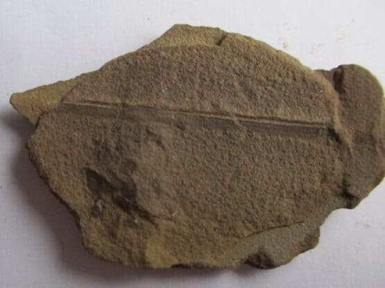 Fossil Plant