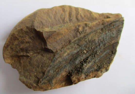 Fossil Plant